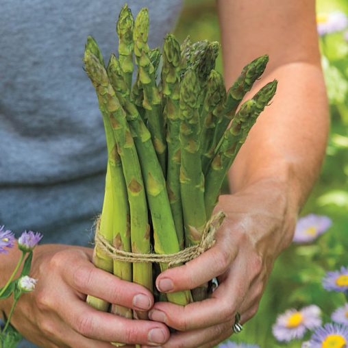 AsparaBest Asparagus Seed - Image 2