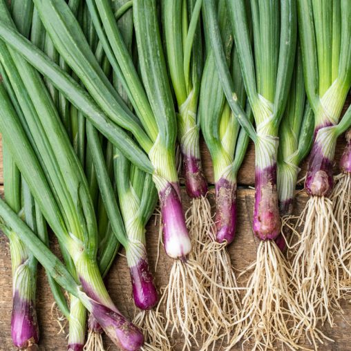 Red Baron Bunching Onion Seed - Image 2