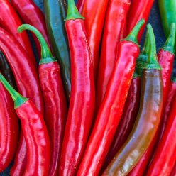 Salsa Hybrid Hot Pepper  Seed