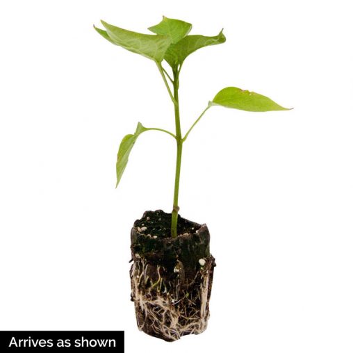 Salsa Hybrid Hot Pepper  Seed - Image 2