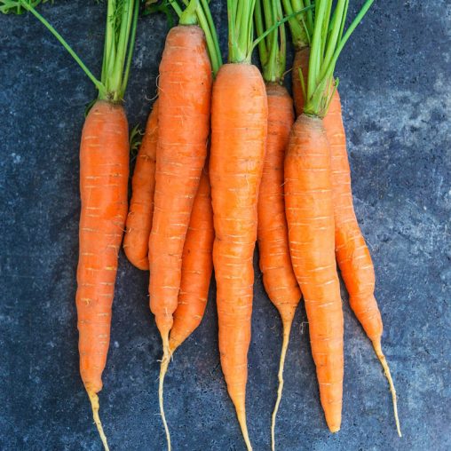 Napoli Hybrid Carrot Seed - Image 2