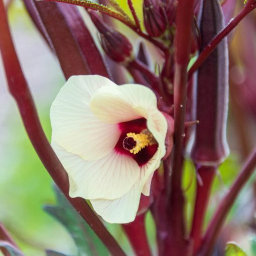 French Quarter Pink Hybrid Okra Seed - Image 2