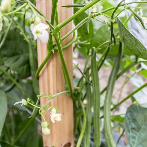 Seychelles Pole Bean Seed - Image 2