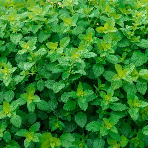 Lemon Balm Herb Seed - Image 2