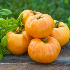 Orange Jazz Tomato  Seed