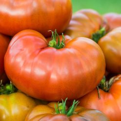 Tasmanian Chocolate Tomato  Seed
