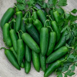 Nadapeno Sweet Pepper  Seed