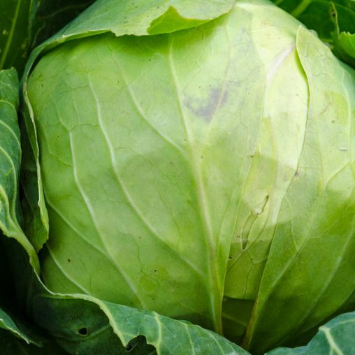 Tiara Hybrid Cabbage Seed - Image 2