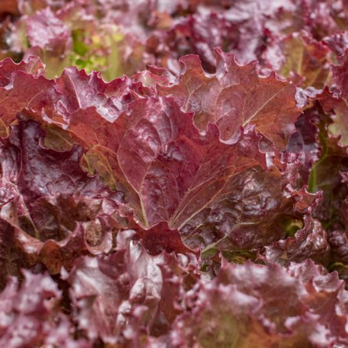 Red Velvet Leaf Lettuce - Image 2