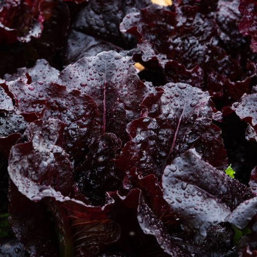 Dark Roden Leaf Lettuce