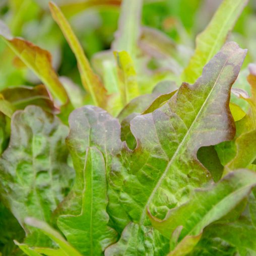 Bronze Beauty Leaf Lettuce - Image 2
