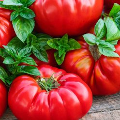 Buffalosteak Hybrid Tomato  Seed