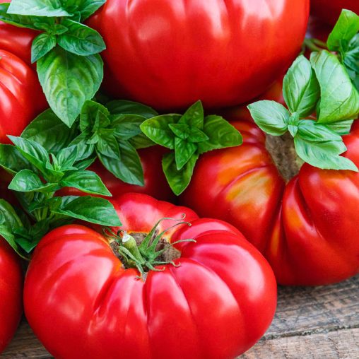 Buffalosteak Hybrid Tomato  Seed
