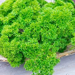 Curled Parsley Herb — Seed