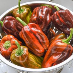 Candy Cane Chocolate Cherry Hybrid Sweet Pepper  Seed