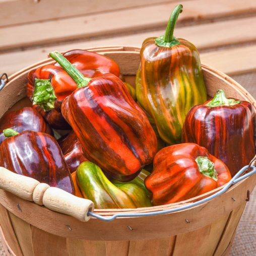 Candy Cane Chocolate Cherry Hybrid Sweet Pepper  Seed - Image 2
