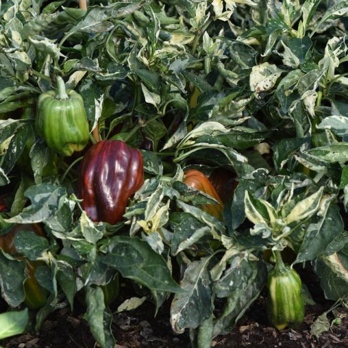Candy Cane Chocolate Cherry Hybrid Sweet Pepper  Seed - Image 3