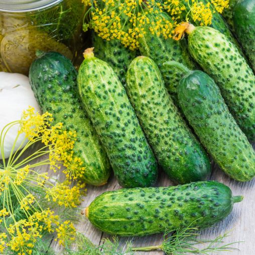 Gherking Pickler Hybrid Cucumber Seed - Image 2