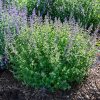 Catnip Seed