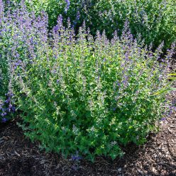 Catnip Seed