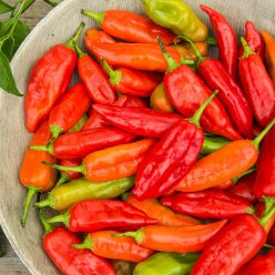 Aji Rico Hybrid Hot Pepper  Seed