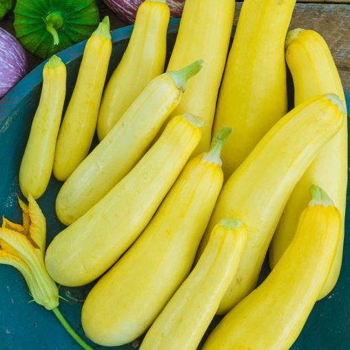 Smooth Criminal Hybrid Summer Squash Seed - Image 2