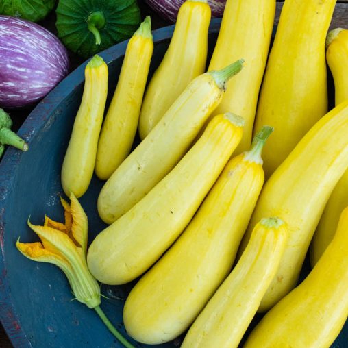 Smooth Criminal Hybrid Summer Squash Seed - Image 3