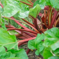 Hardy TartyRhubarb Seed