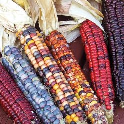 Painted Mountain Ornamental Corn Seed