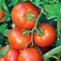 Defiant Hybrid Tomato  Seed