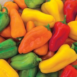 Yum Yums Hybrid Mixed Mini Bells Sweet Pepper  Seed
