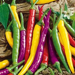 Carnivale Cayenne Blend Hot Pepper  Seed