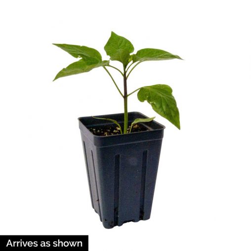 Carnivale Cayenne Blend Hot Pepper  Seed - Image 2