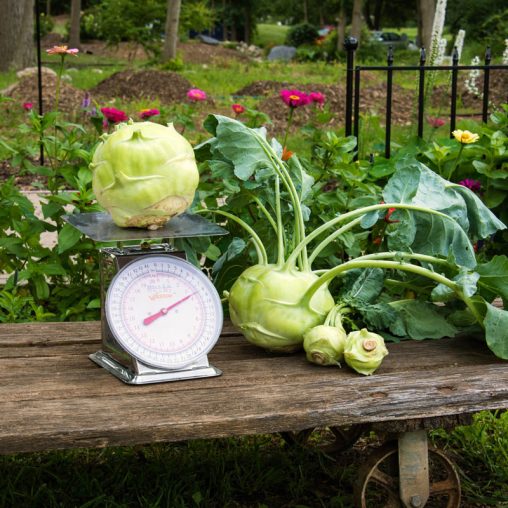 Kossak Hybrid Kohlrabi Seed - Image 2