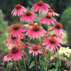 Echinacea Seed