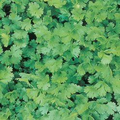 Coriander / Cilantro Herb — Seed