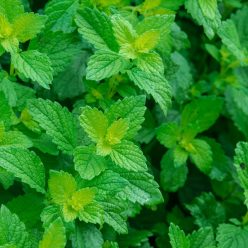 Lemon Balm Herb — Seed
