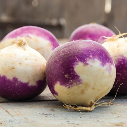 Laurentian Rutabaga Seed - Image 2