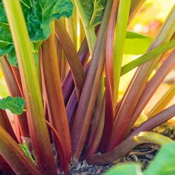 Glaskin's Perpetual Rhubarb Seed