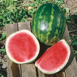 Triple Star Hybrid Watermelon Seed