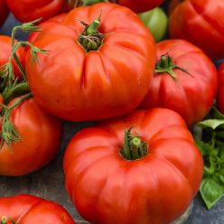 Beefsteak Tomato  Seed