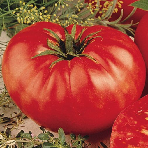 Beefsteak Tomato  Seed - Image 2