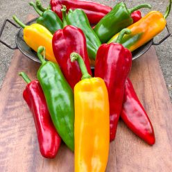 Triple Delight Hybrid Sweet Pepper  Seed