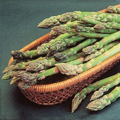 Mary Washington Improved Asparagus Seed