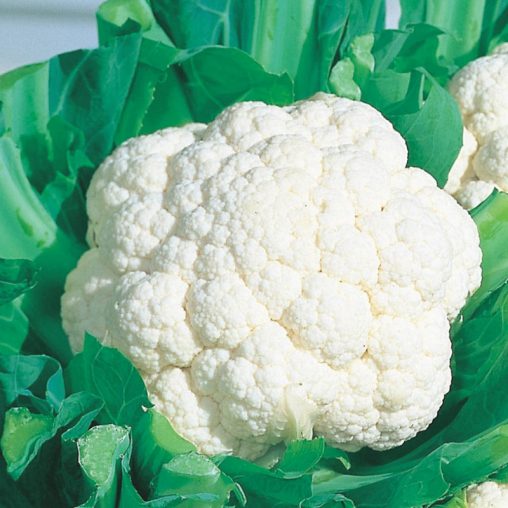 Snow Crown Hybrid Cauliflower Seed - Image 2