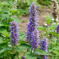 Purple Giant Hyssop Herb — Seed