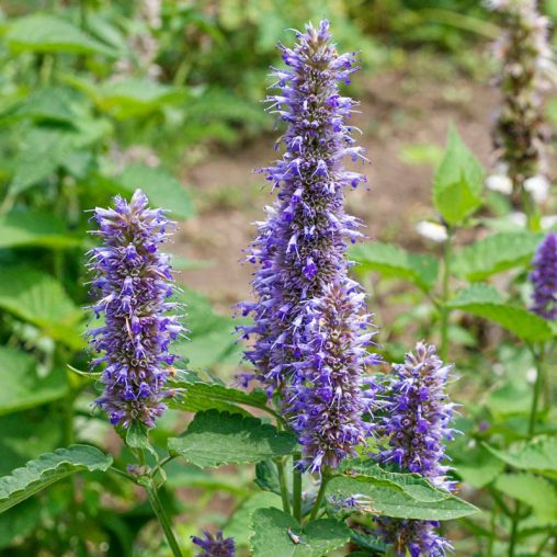 Purple Giant Hyssop Herb — Seed