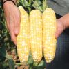 Gotta Have It<sup>®</sup> Hybrid Sweet Corn Seed