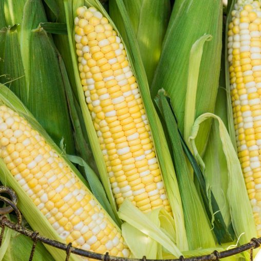 Gotta Have It<sup>®</sup> Hybrid Sweet Corn Seed - Image 2