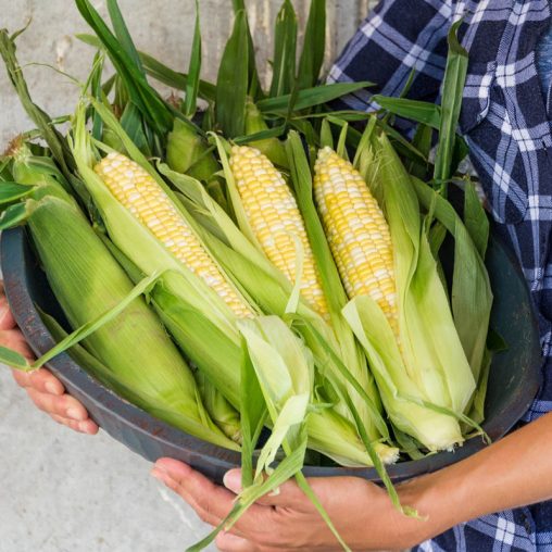 Gotta Have It<sup>®</sup> Hybrid Sweet Corn Seed - Image 3